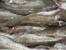 ������ ������ 1-2 �� ����� ������ 2016�.