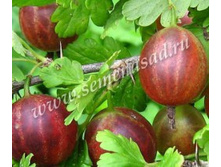 ��������� ������.jpg