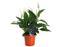 ����������� ������ ������ 9�35. 133,14 ���.jpg