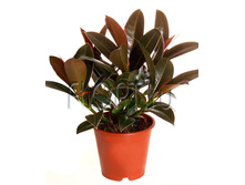 ����� ������ 14�40. 198,45 ���.jpg