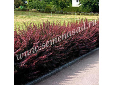 �������� �������� ������������.jpg