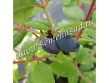 ��������� ��������� ����������.jpg