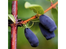 ��������� ��������� ����.jpg