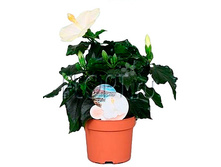 �������� ����� ��� ���� 13�35. 333,9 ���.jpg