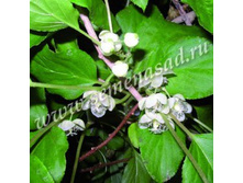 ��������� ������ ����� (V2�) (������� (���������), ����� ������).jpg