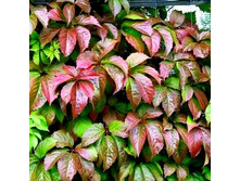 �������� ��������������� ������� ����� (�����) (V1,5-3�.) (���� �������,������ �������-�������).jpg