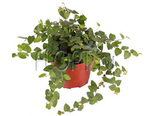 ����� ������ ���� ����� 10�15. 97,65 ���.jpg