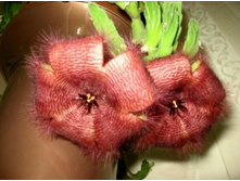 �������� -�������(Stapelia)-120�