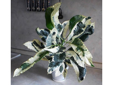 ������ ������