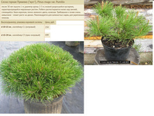 ����� ������ ������� 10-15 �� 1� 250���,15-20 �� 3� 600���.jpg