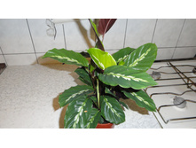 �������  louisae  Maui Queen 250- 350  ���.