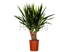 ���� ����� 21�80. 2444,9 ����.jpg