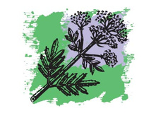 956 ���.������� ����� �������