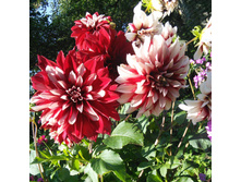 2014-08-23 17-26-18.JPG