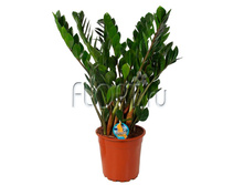 ������������ ��������� 14�60. 399 ���.jpg