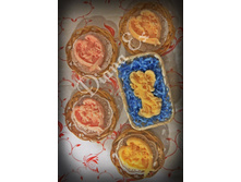 ���� �������� ���� ��� � ������������