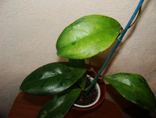 H. juannguoiana
