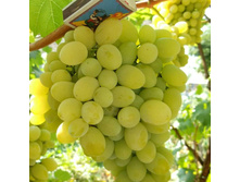 �������� �������� ����� ���� (V2-3�) (��.������, �����, ��������, �������).JPG