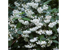 ������ �������� ����� �� ��������.jpg