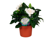 �������� ������������� 9�15. 259,93 ���.jpg