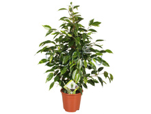 ����� ���������� ��������� 14�50. 384,6 ���.jpg