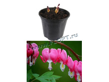 �������� ������������ ���� 15�55. 274,06 ���.jpg