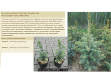 ��� ������� Glauca Misty Blue [������� ���] 20-30�� 1� 300���, 30-40�� 3� 600���.jpg