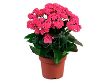 �������� ��������� ������� 12�25. 199,5 ���.jpg