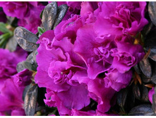 ������ ���� ��������