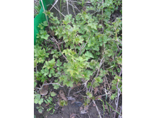 ������ ���������