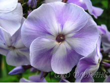 ������ ������-170�.jpg