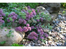 ������ ������ Rose Carpet 120�