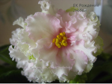 �� �������� �����