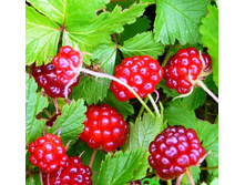 ��������� (����������� ������).jpg