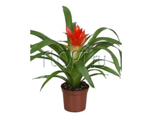 �������� ����� ����� 9�25. 179,55 ���.jpg