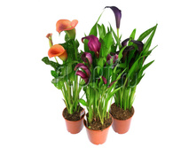 ����� ���� 3��. 14�40. 406,35 ���.jpg