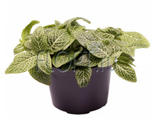 �������� ���� ���� 8�12. 84,42 ���.jpg