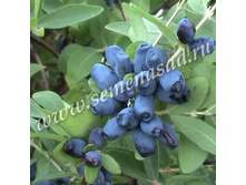 ��������� ��������� �����.jpg