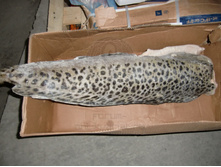 ������� �������.jpg