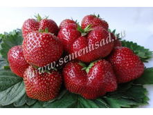 ��������� ���� ����� ( 5��) (�������, ��������� ����, �����������������).jpg