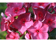 ���� ��������-170�.jpg