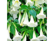 ���������� �������� � ��������. ������ 27,99 ���[���.��000000257]