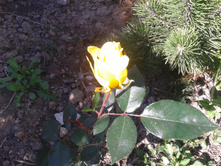 2015-09-20 12.24.36.jpg
