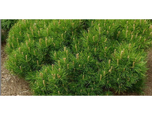 ����� ������ ����� (�9).jpg