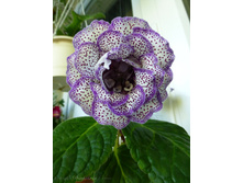 ��������� �����