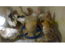 ������� ������ 2016