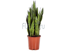 ����������� ��������� 19�80. 1117,94 ���.jpg