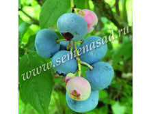 �������� ������.jpg