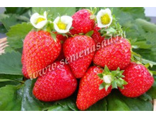 ��������� ������� ������.jpg