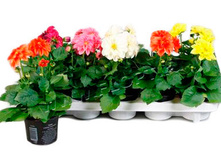 ������� ���� ���� 12�25. 147,05 ���.jpg